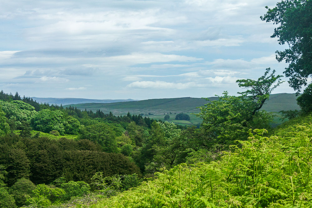 Ladder Hill Ladder Hill
